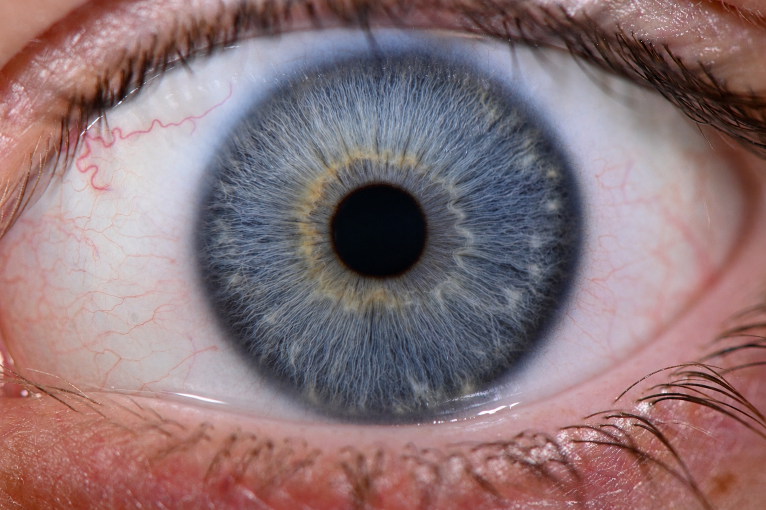 Close-up photograph of a blue iris